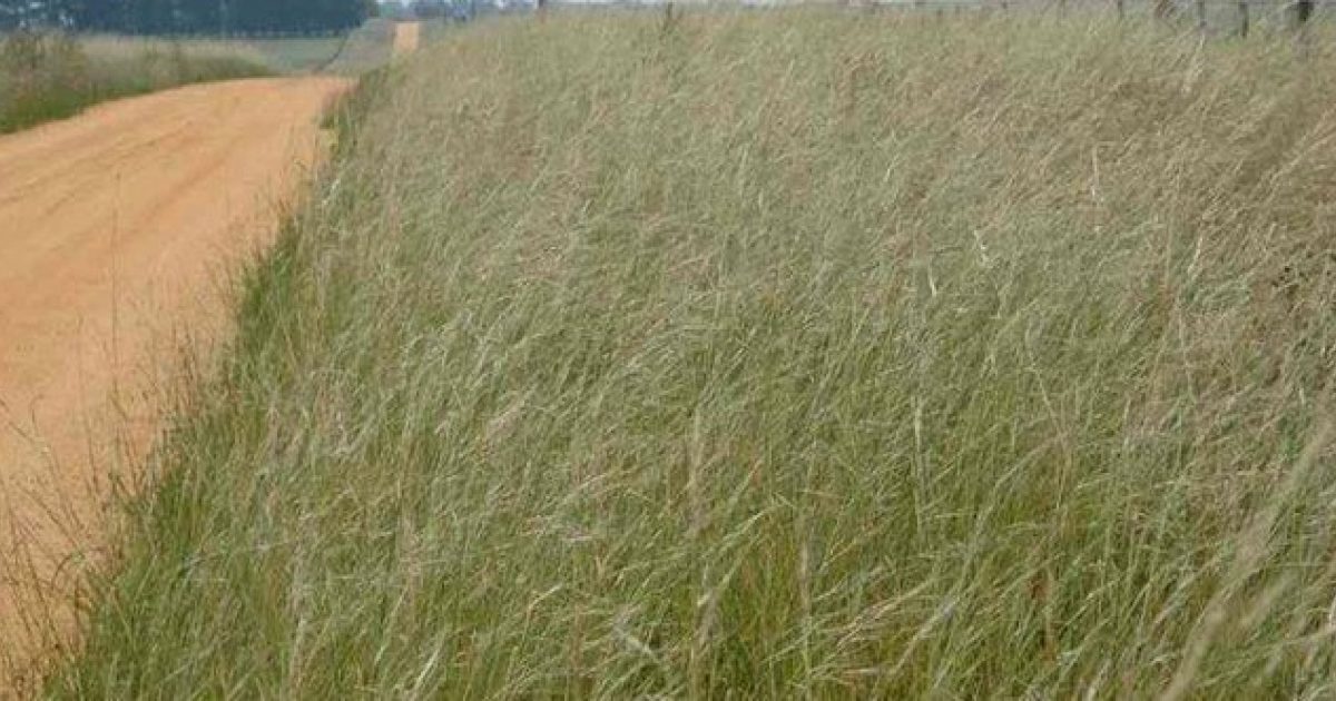 Netl's Grass Texas needlegrass | Green Adelaide