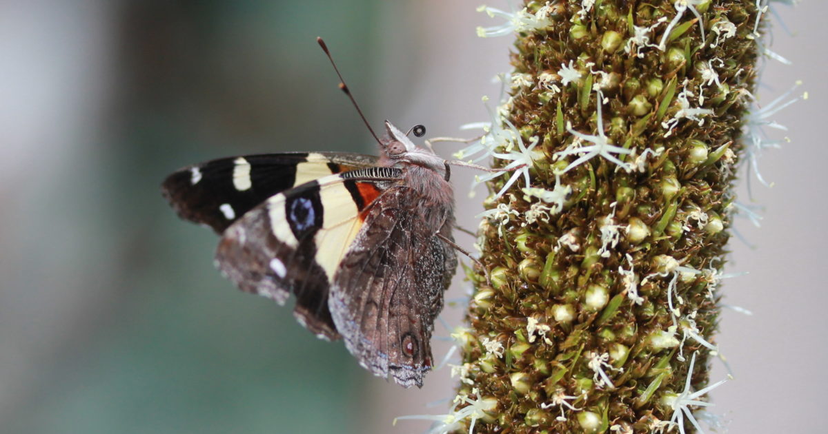 6 steps to a butterflyfriendly garden Green Adelaide