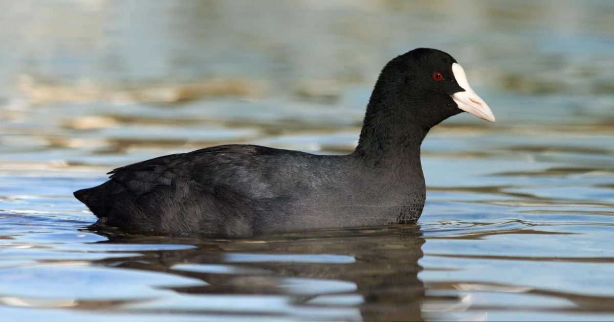 8 of Adelaide’s most common birds and how you can encourage them into