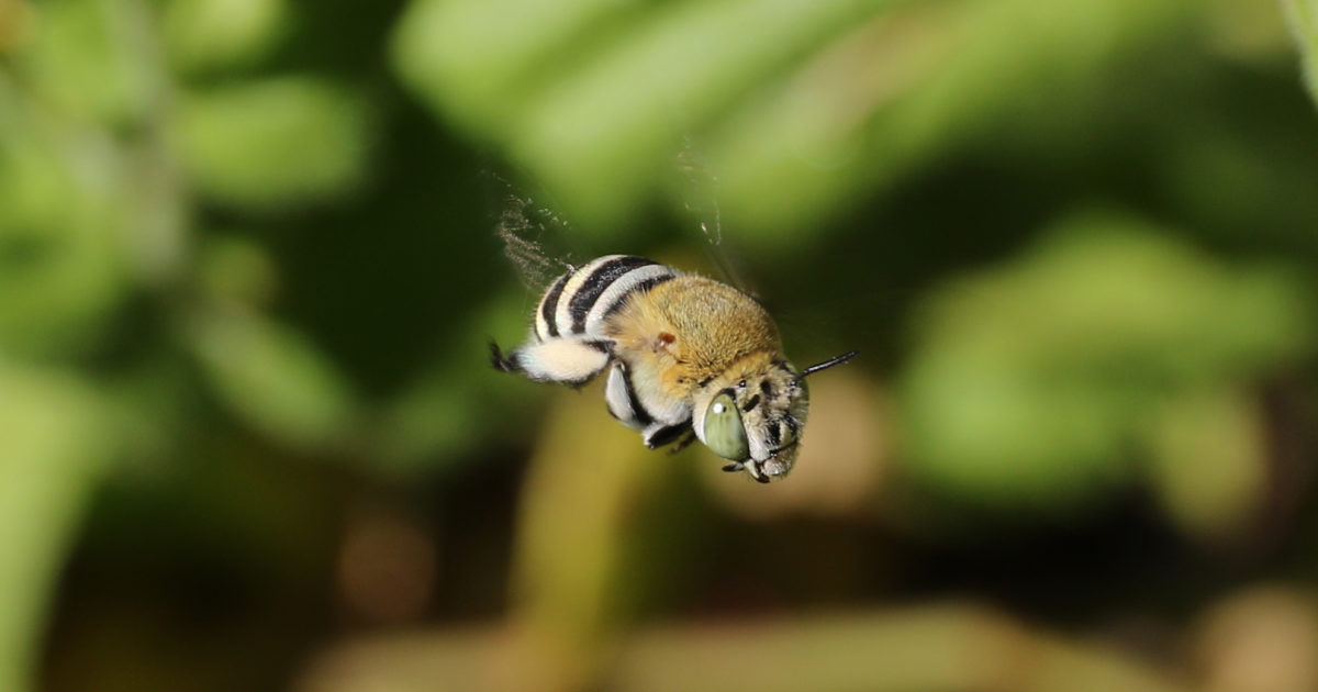 Plants for native bees Green Adelaide