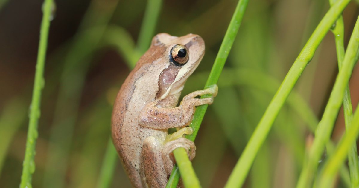 4 steps to a frogfriendly garden and why you’d want one Green Adelaide