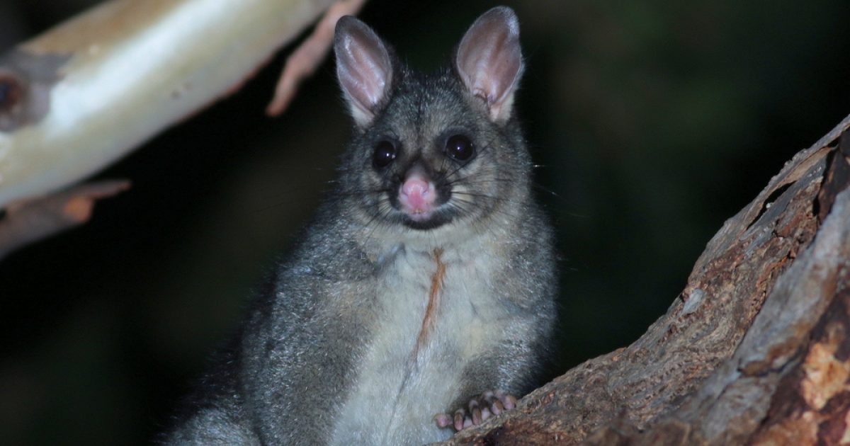 Everything you need to know about possums in Adelaide Green Adelaide