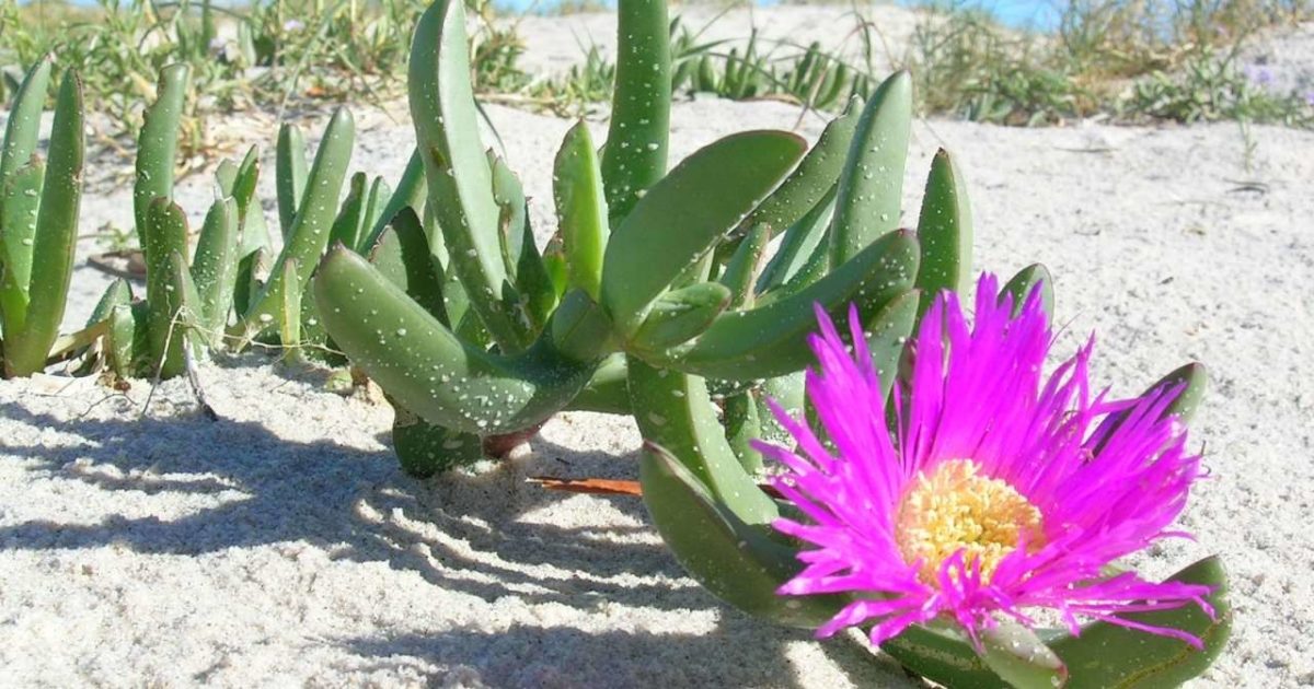 5 plants for your coastal garden Green Adelaide