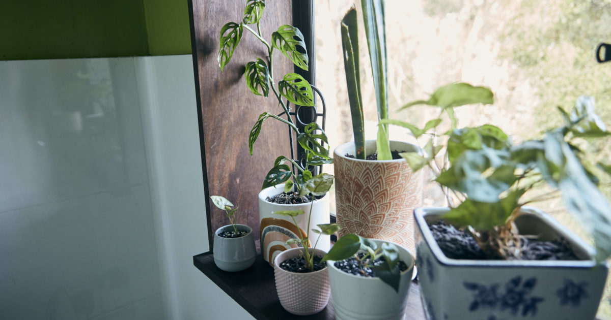 6 indoor plants to freshen up your Adelaide home Green Adelaide