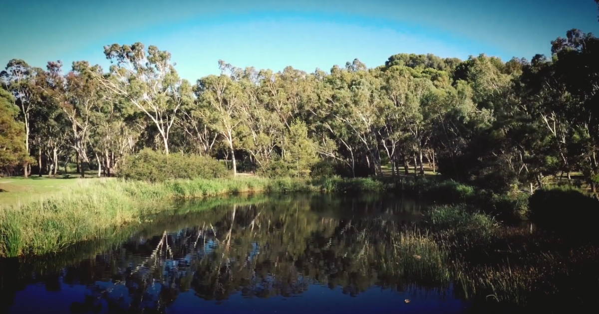 5 native fish that live in the River Torrens/Karrawirra Pari and how
