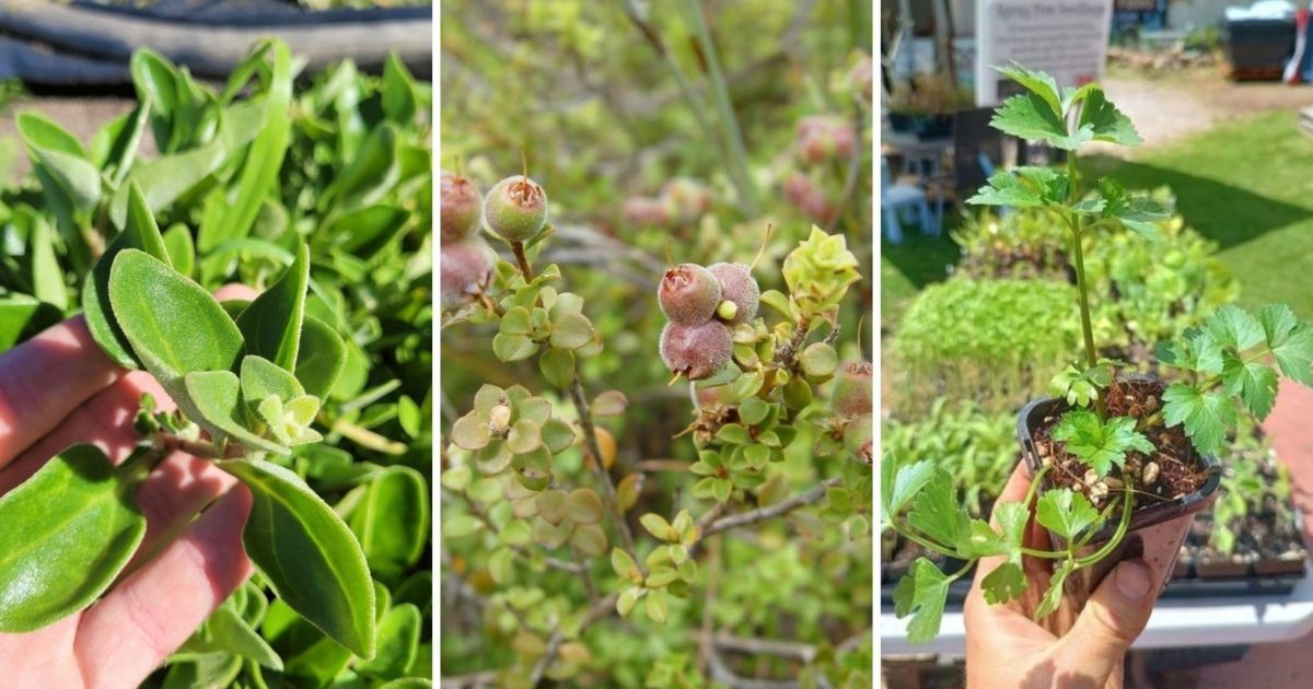 Top 5 edible native plants to grow at home Green Adelaide