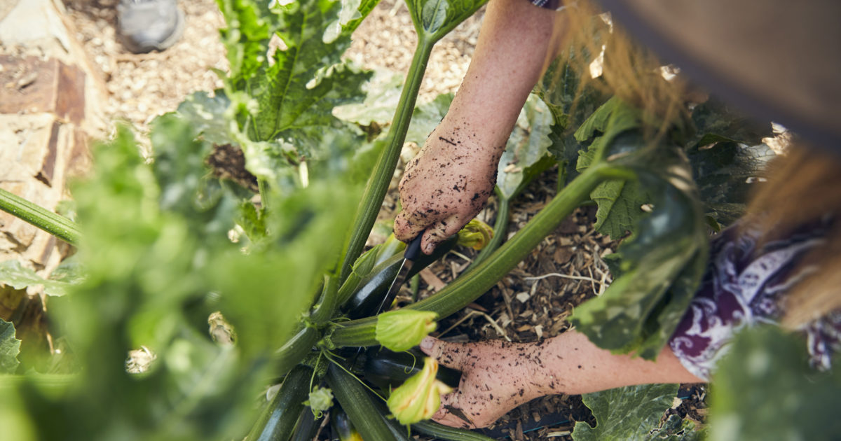 7 vegetables and herbs to grow to get the most bang for your buck and