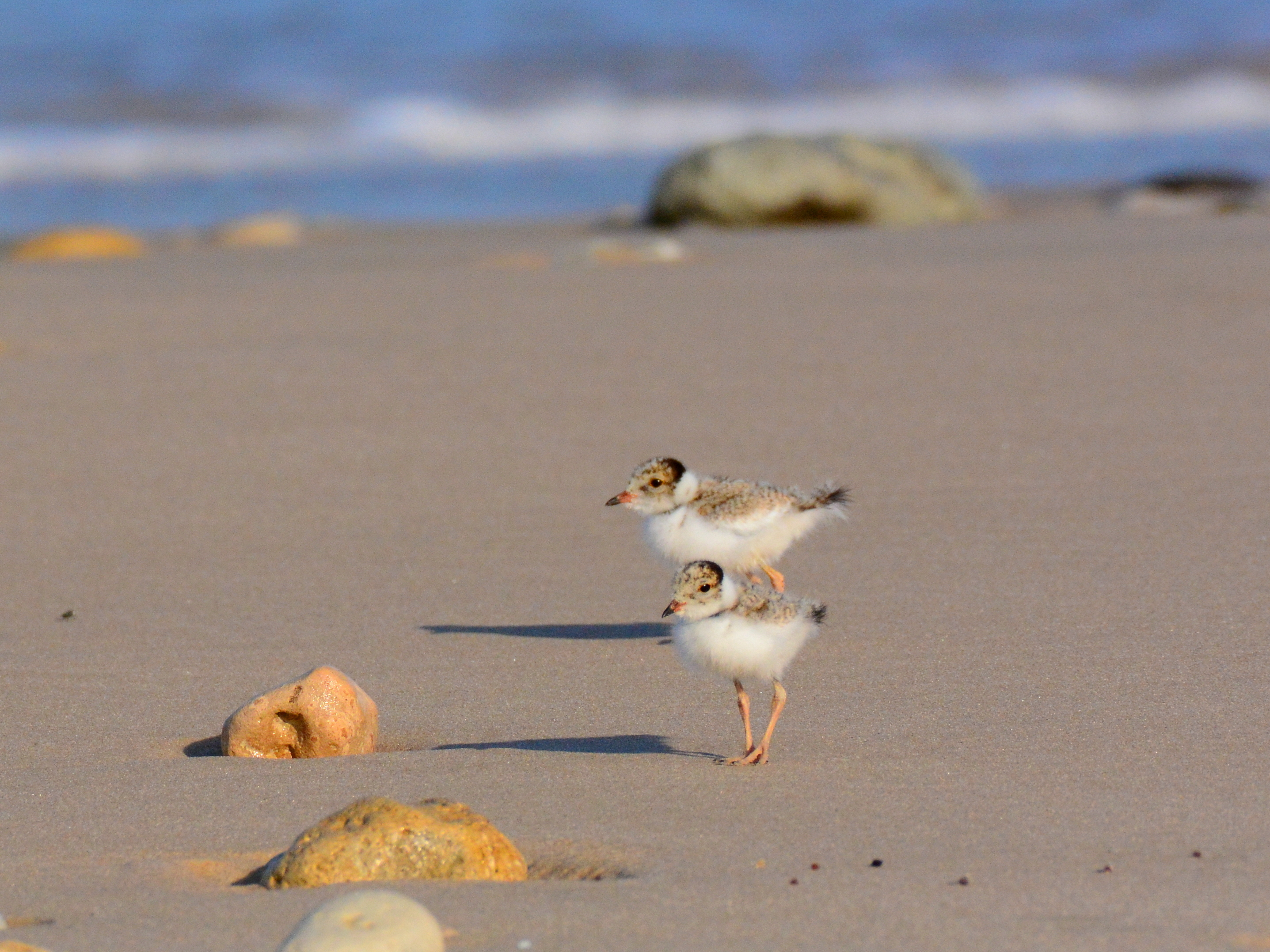 Two hooded plover chicks-credit Sue and Ash Read.