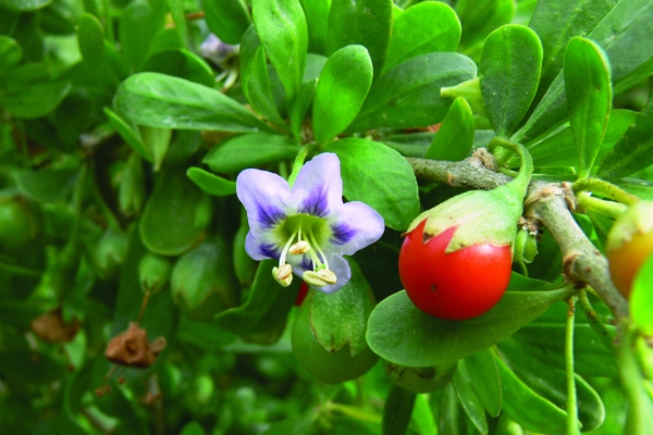 Pest plants - Green Adelaide