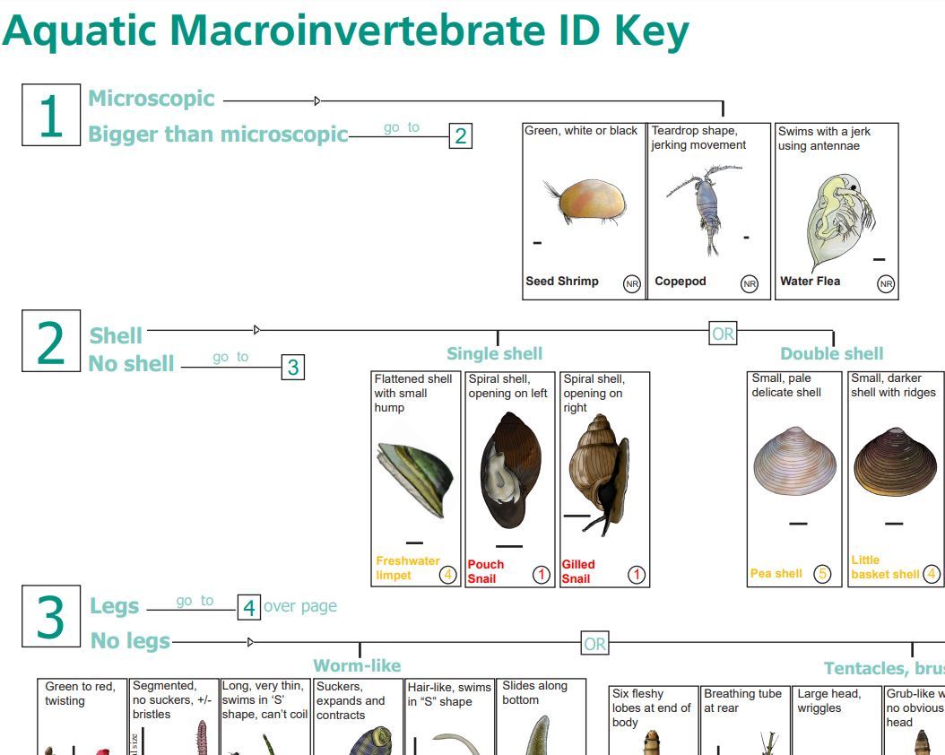 Aquatic macroinvertebrates Advanced identification chart - Green Adelaide