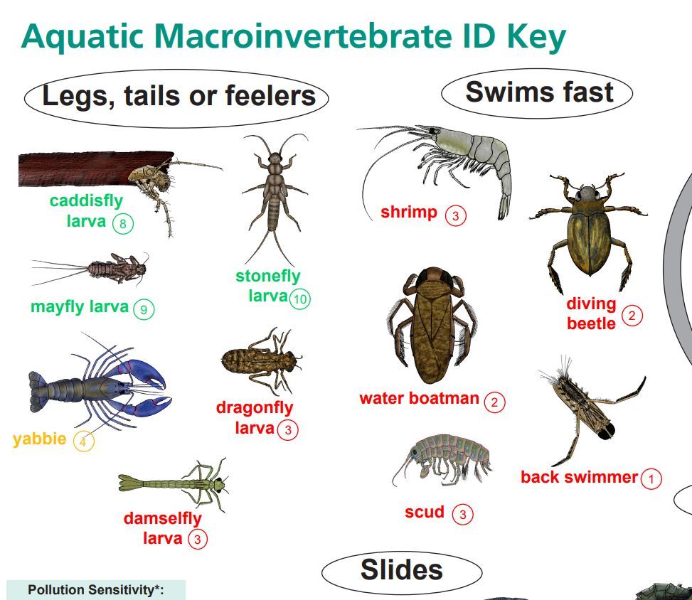 Aquatic macroinvertebrates Junior identification chart - Green Adelaide