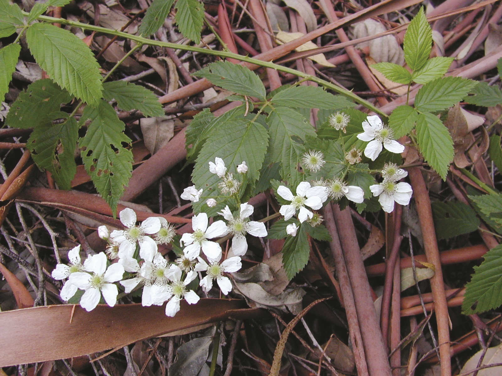 Blackberry flowers-credit Forest and Kim Starr