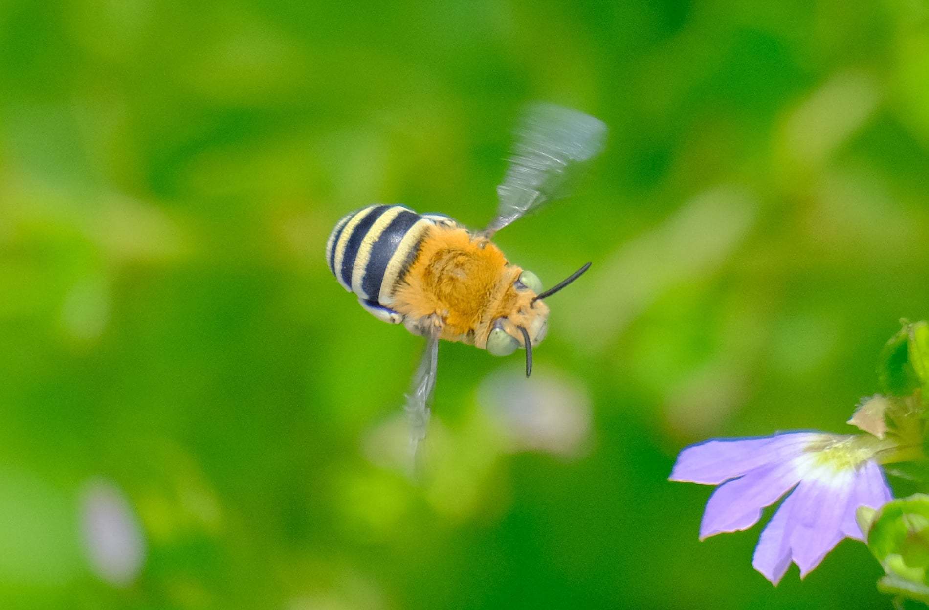 blue-banded bee-credit-Rob Wallace