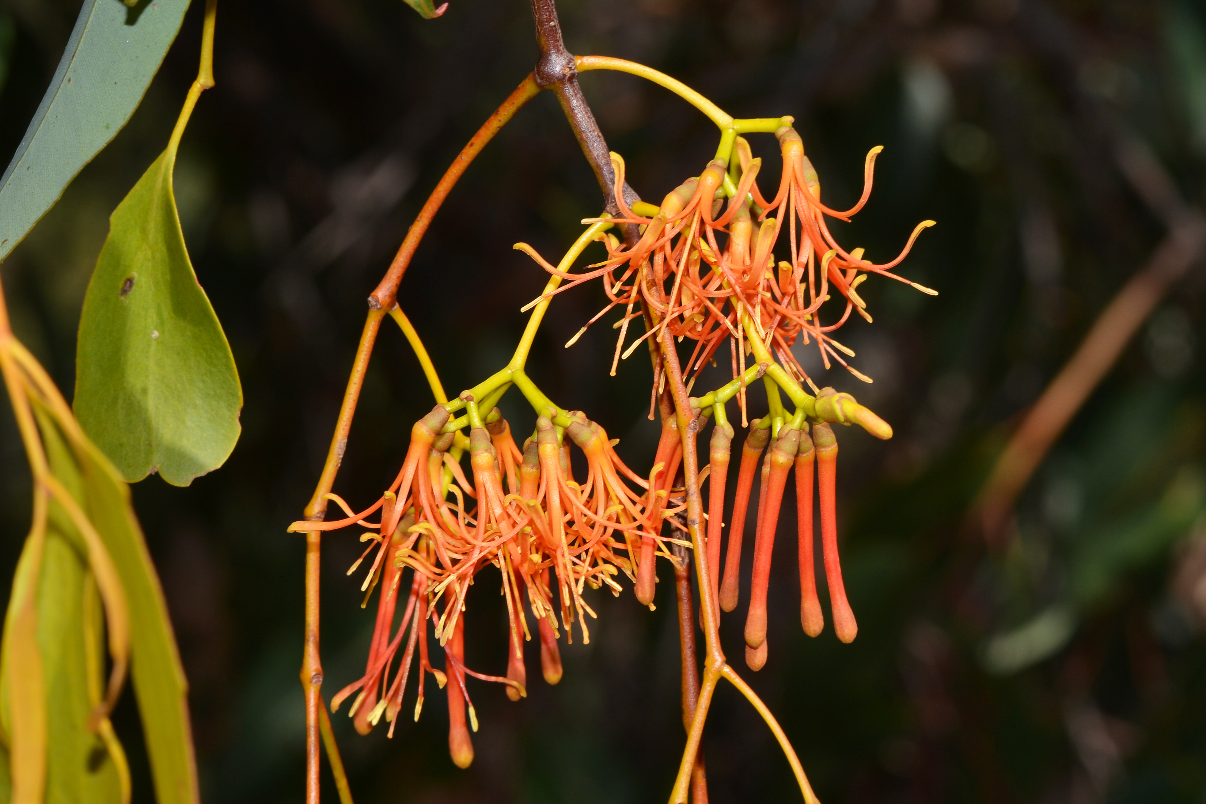 box mistletoe-credit Jean and Fred Hort, Flickr