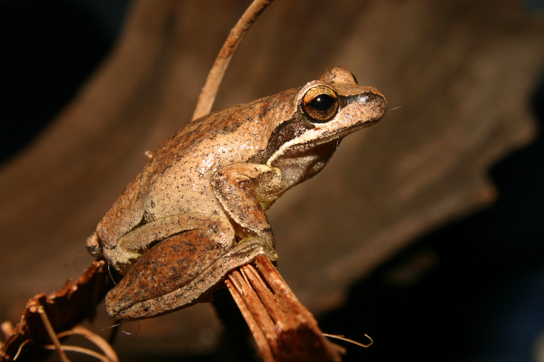 Brown tree frog-Steve Walker