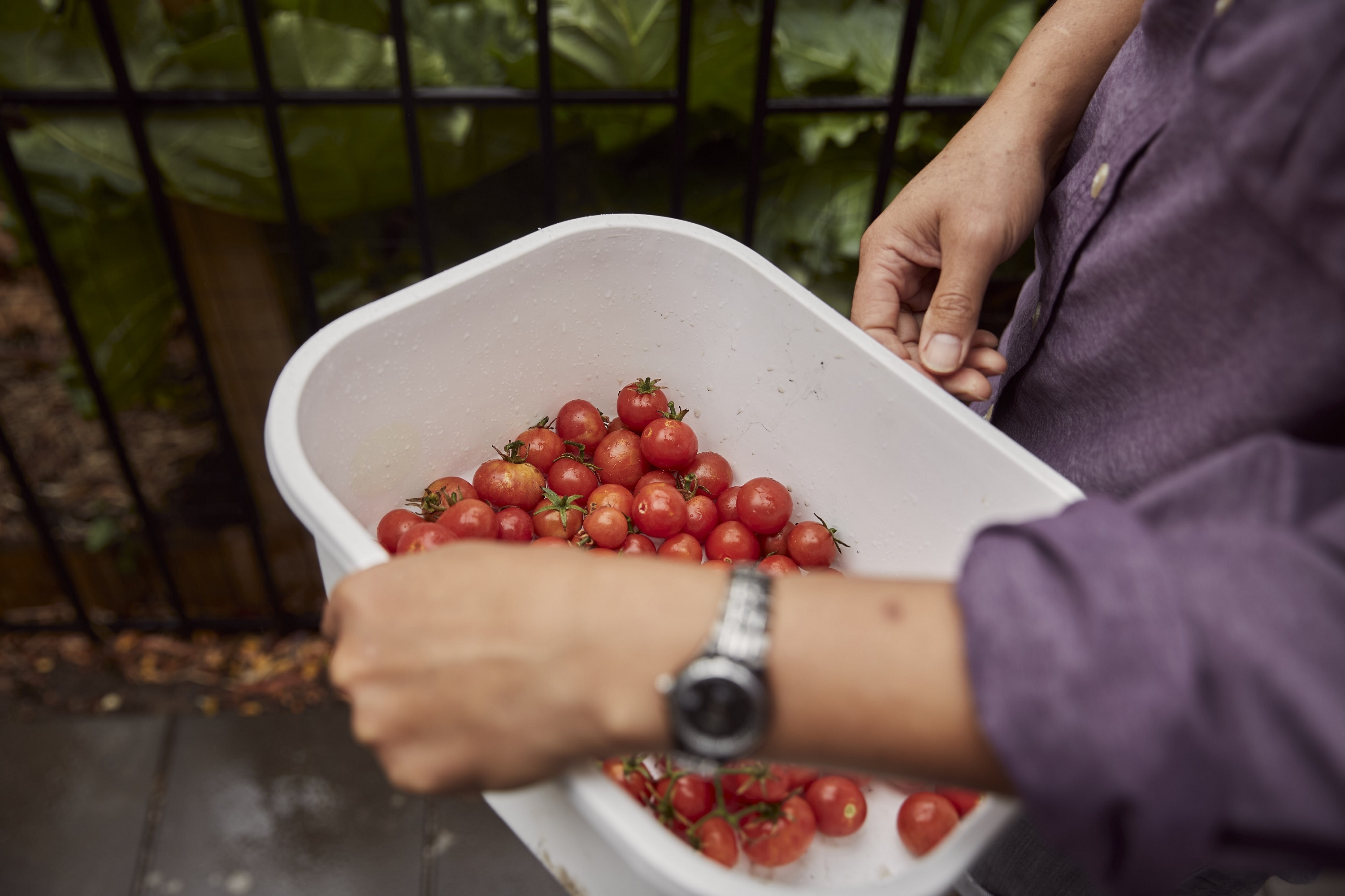 cherry tomatoes