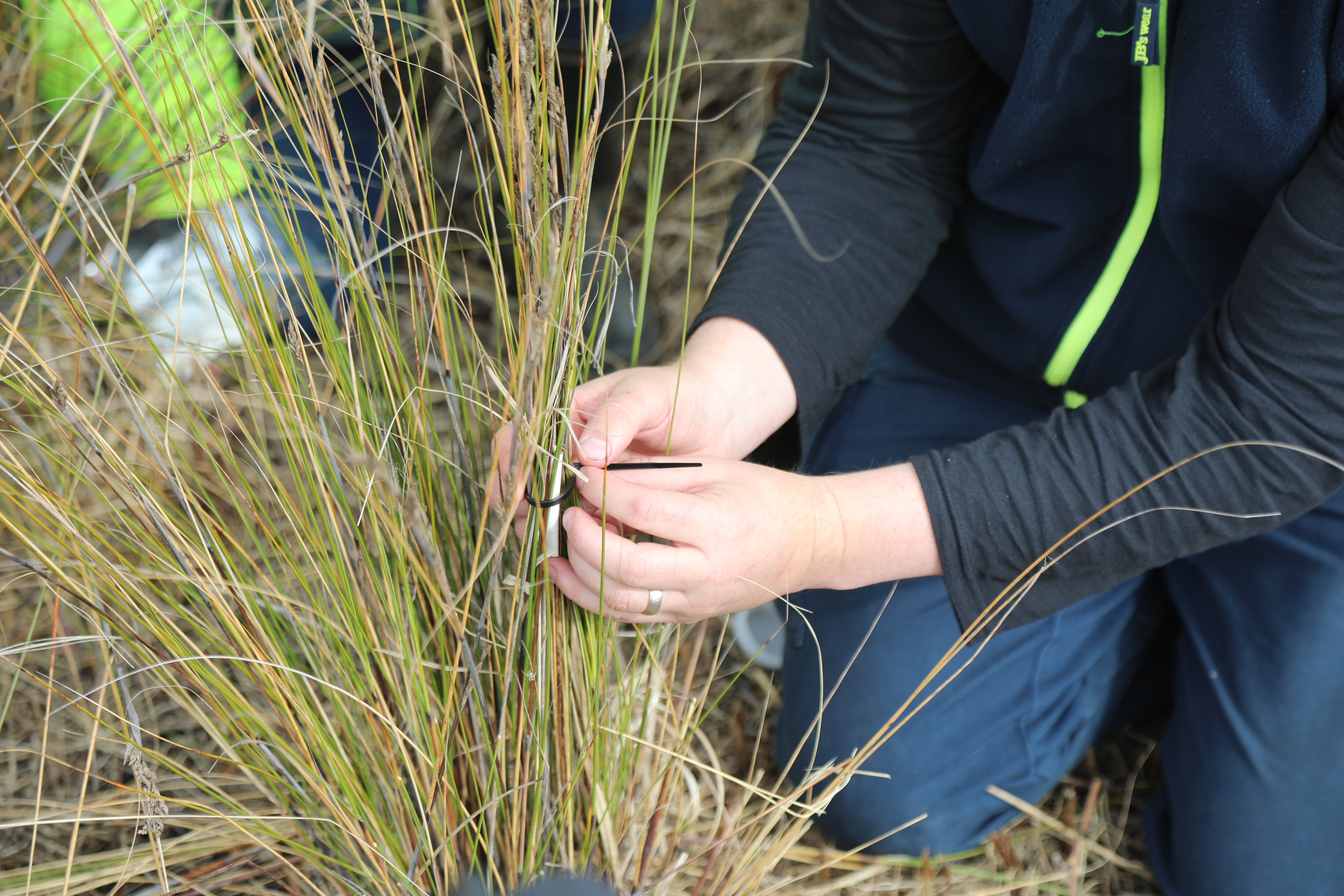 Attaching an artificial shelter to the host plant thatching grass-credit Tony Flaherty