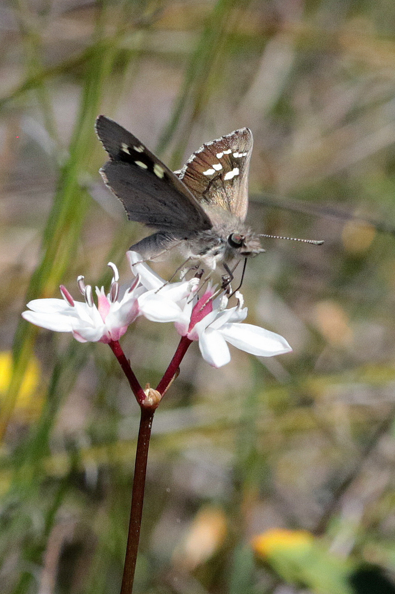 Diamond sand-skipper-Martin Stokes