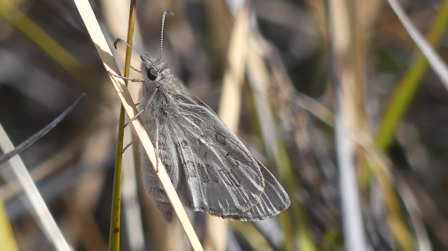 Diamond sand-skipper-Photo Matt Endacott.