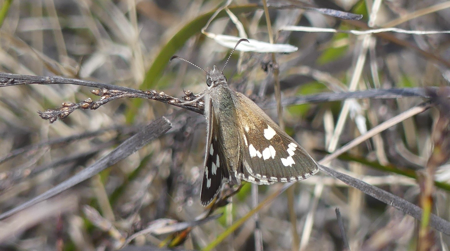 Diamond sand-skipper with wings slightly open-Matt Endacott