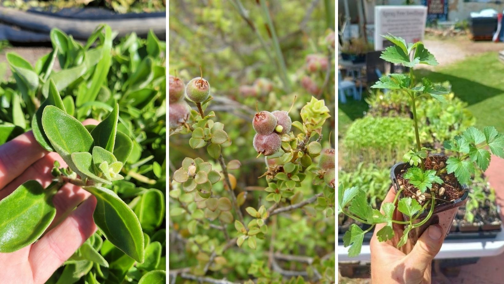 top-5-edible-native-plants-to-grow-at-home-green-adelaide