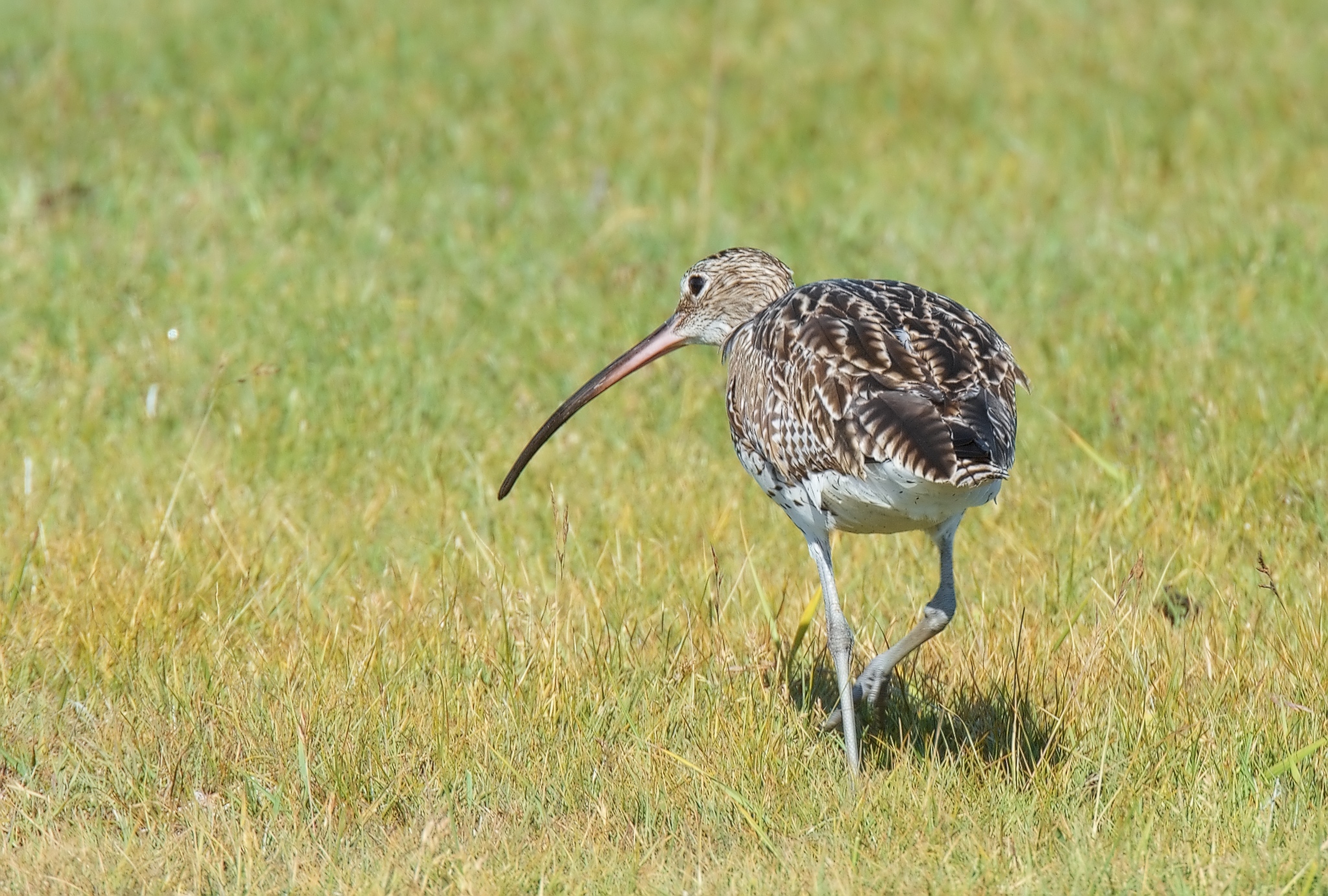 Eurasian Curlew. Photo: Stefan Berndtsson, Flickr.