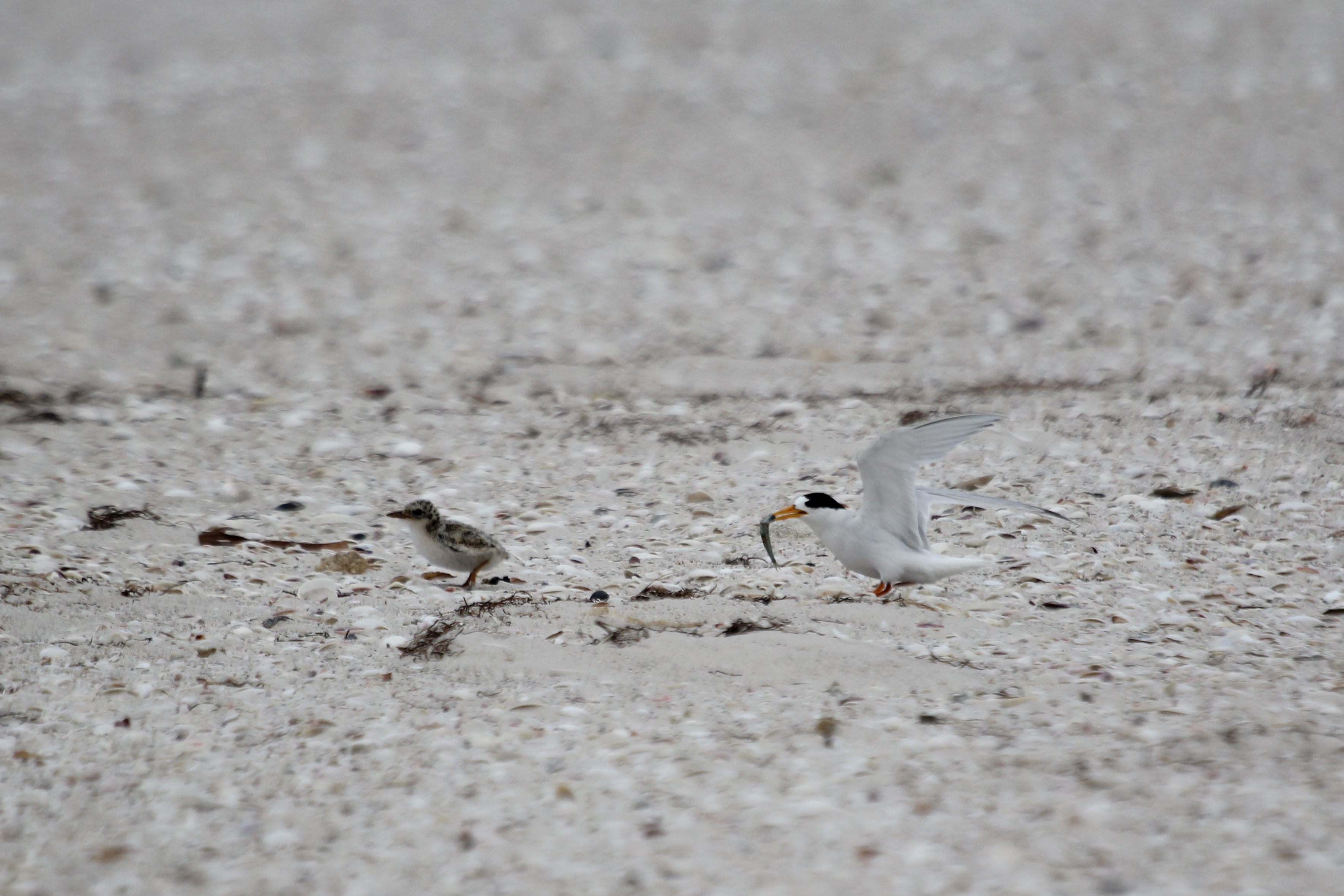 An adult fairy tern and its chick. Photo: Tony Flaherty