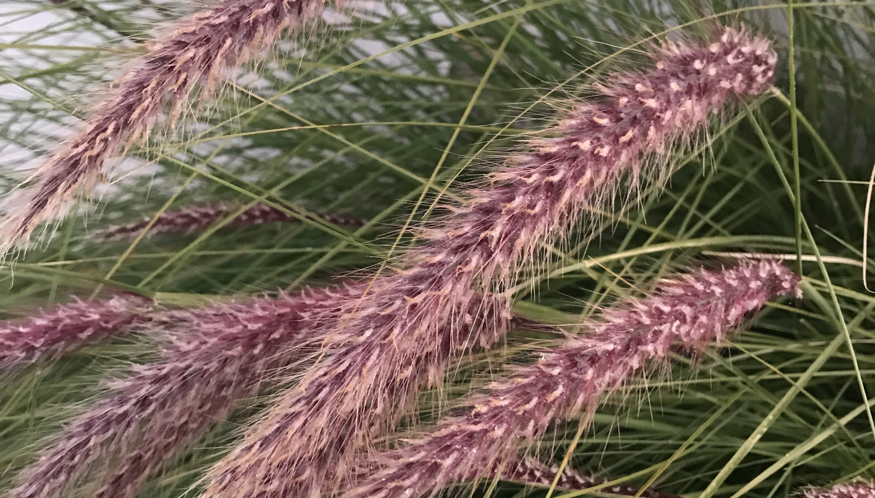 close up fountain grass seed heads-Monica Seiler