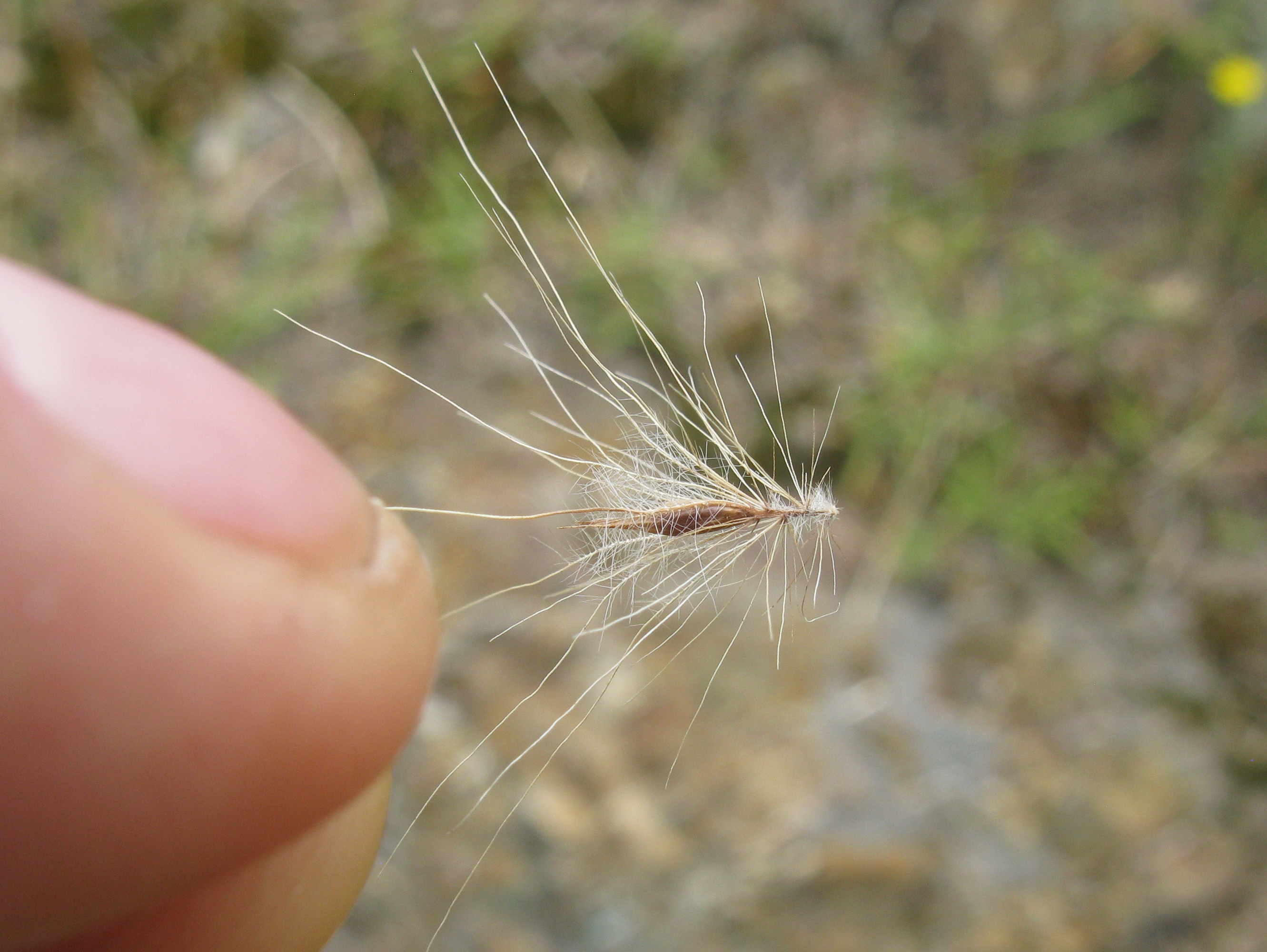 fountain grass seed with attached bristles-Harry Rose, Flickr.