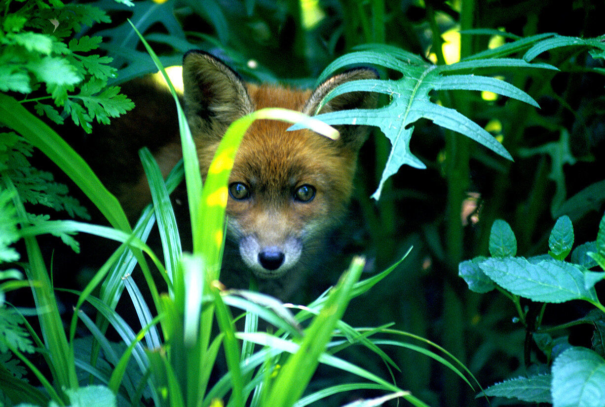 Pest animals | Green Adelaide Pest animals | Green Adelaide
