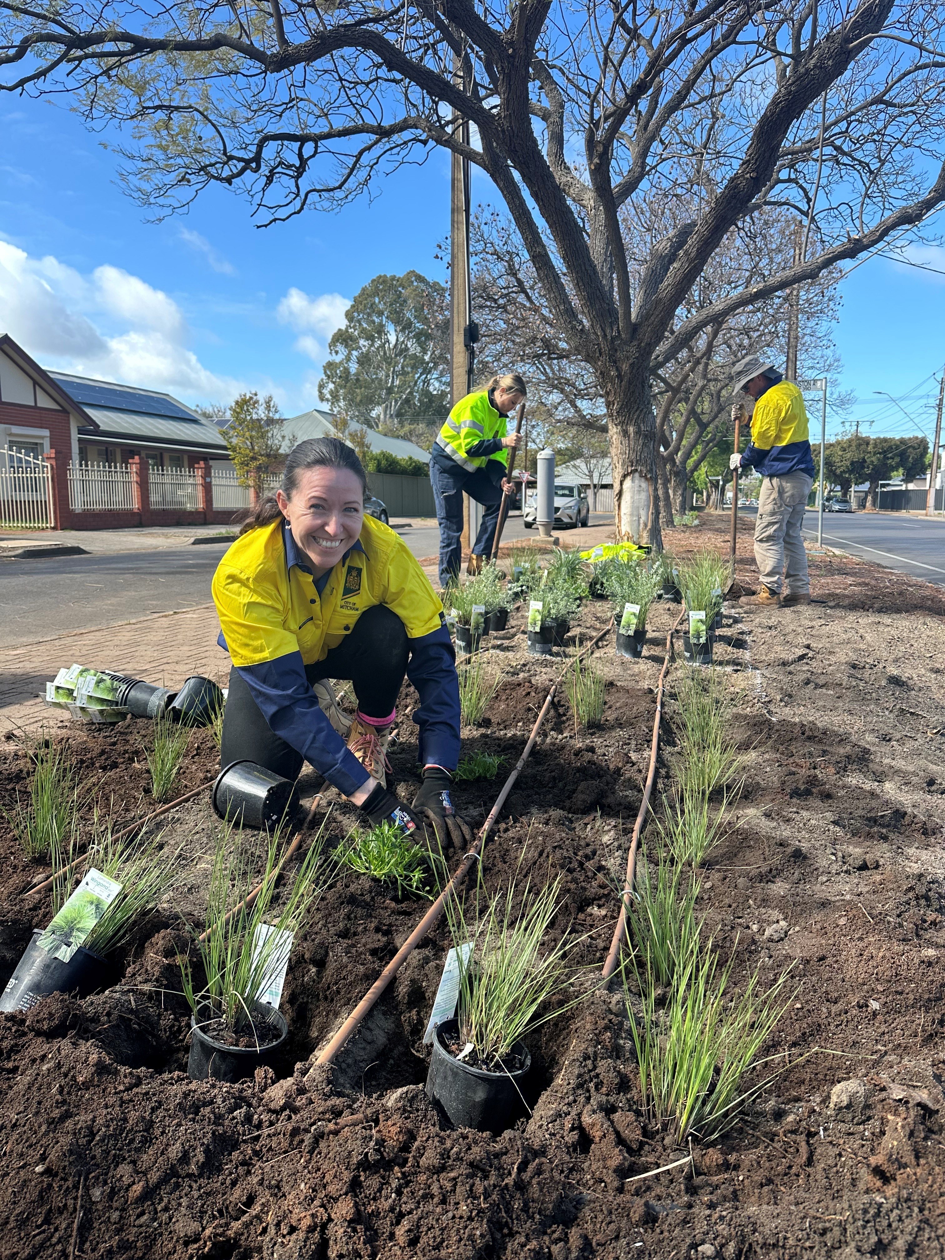 Example verge garden designs are on display at Winston Avenue Reserve, Cumberland Park, as City of Mitcham encourages greener verges. Photo: City of Mitcham