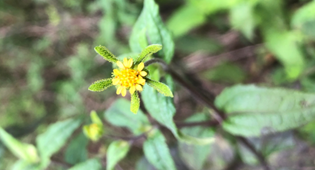 Australian Sigesbeckia, Sigesbeckia australiensis ssp. Australiensis – note yellow petals that help to distinguish it from Bidens pilosa.