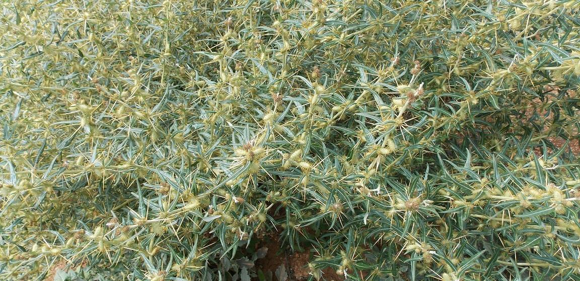 Bathurst burr, a declared weed. Greenish-yellow hairy stems, ark green leaves and yellow spikes.