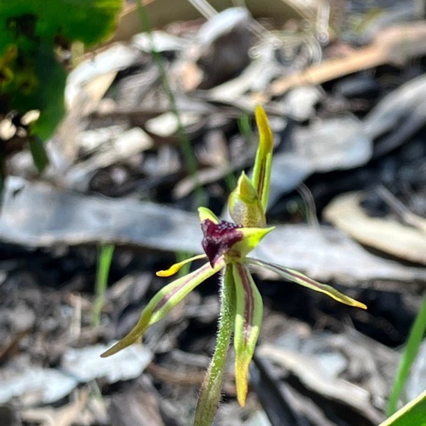 The bayonet spider orchid has sword or bayonet-shaped flower petals. Photo: Jack Casley Smith