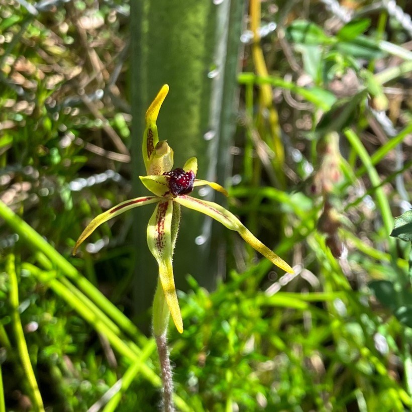 Bayonet spider orchid (a yellow-green flower with maroon in the middle and sword shaped petals) pictured in Mt Lofty Ranges. Photo: Jack Casley-Smith