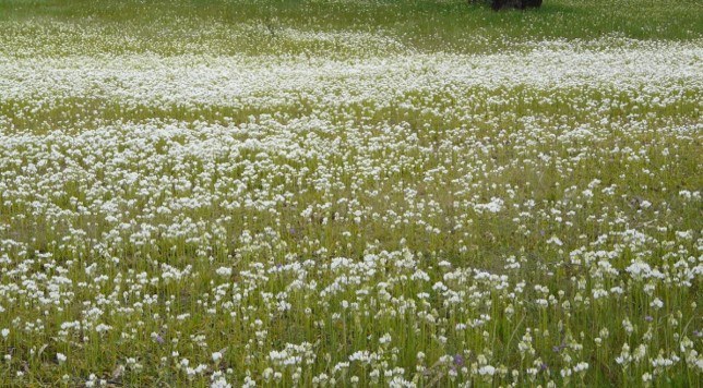 A large infestation of chincherinchee, thousands of white flowers