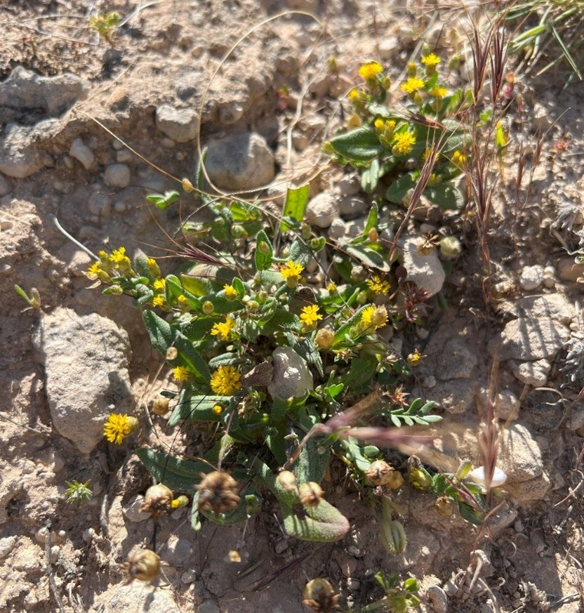 Image of a copper-wire daisy. Small, rare plan. Yellowing flowing and small green leaves.