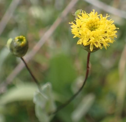 Daisy flower close up, showing bright yellow petals and red to brown woody stem