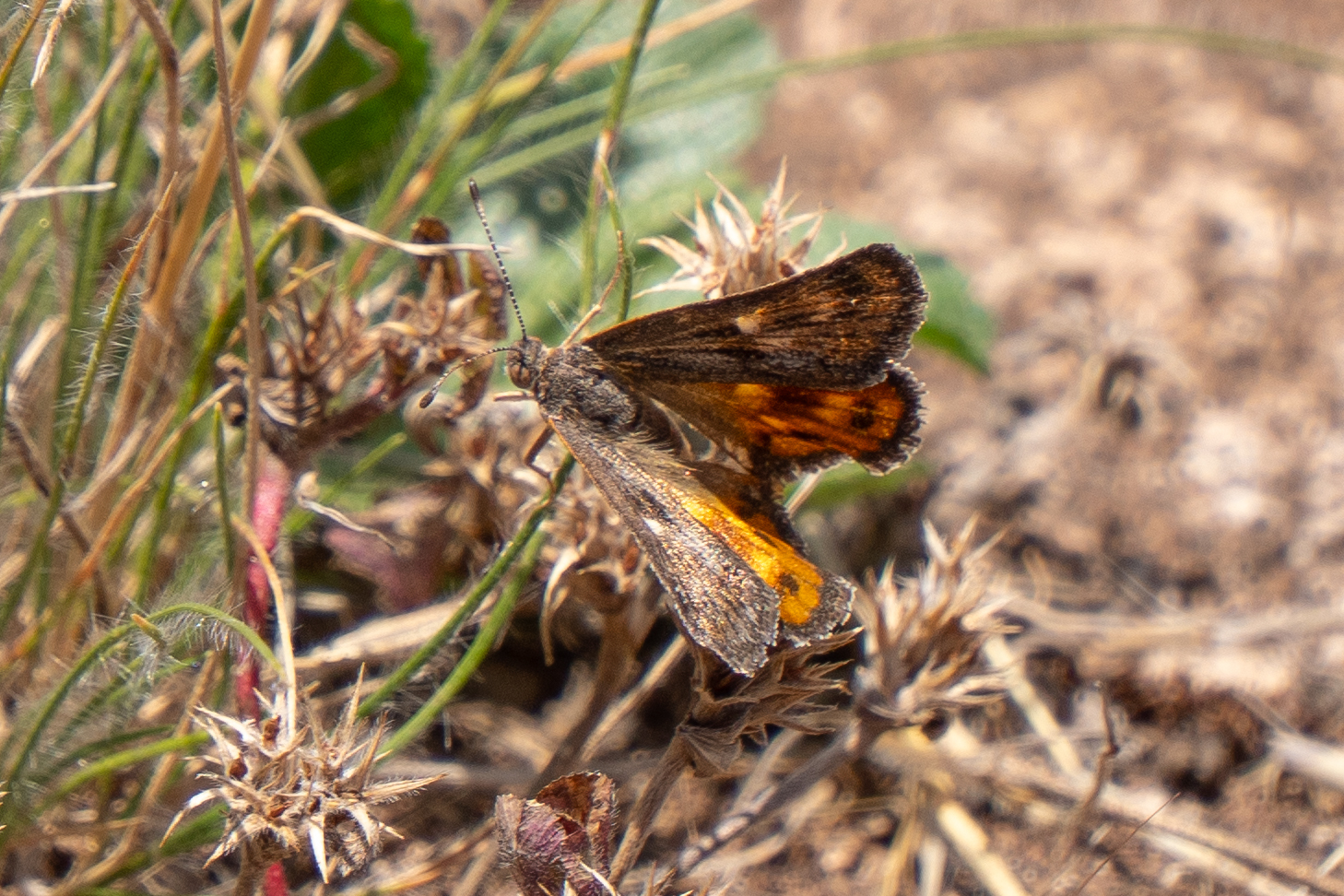 A cryptic sun-moth, with brown upper wings and orange lower wings, sitting on some grass