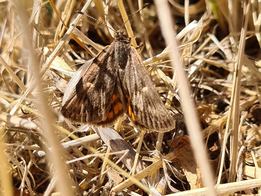 Image of a cryptic sun-moth. Brown upper wings and orange hind wings