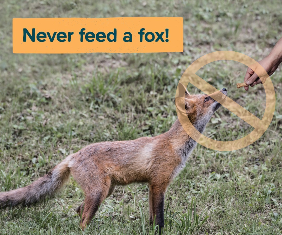 A person's hand reaching out with a dog treat and a fox looking up at the treat, with a banned symbol and text 'Never feed a fox'