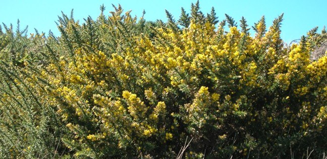 Gorse, also known as furze, is an upright spiny shrub that forms dense impenetrable thickets and can live up to 30 years. It usually grows to 2.5 m high but can grow up to 4 m or may grow wider rather than high. The root system is extensive and gorse is capable of producing roots from stems.