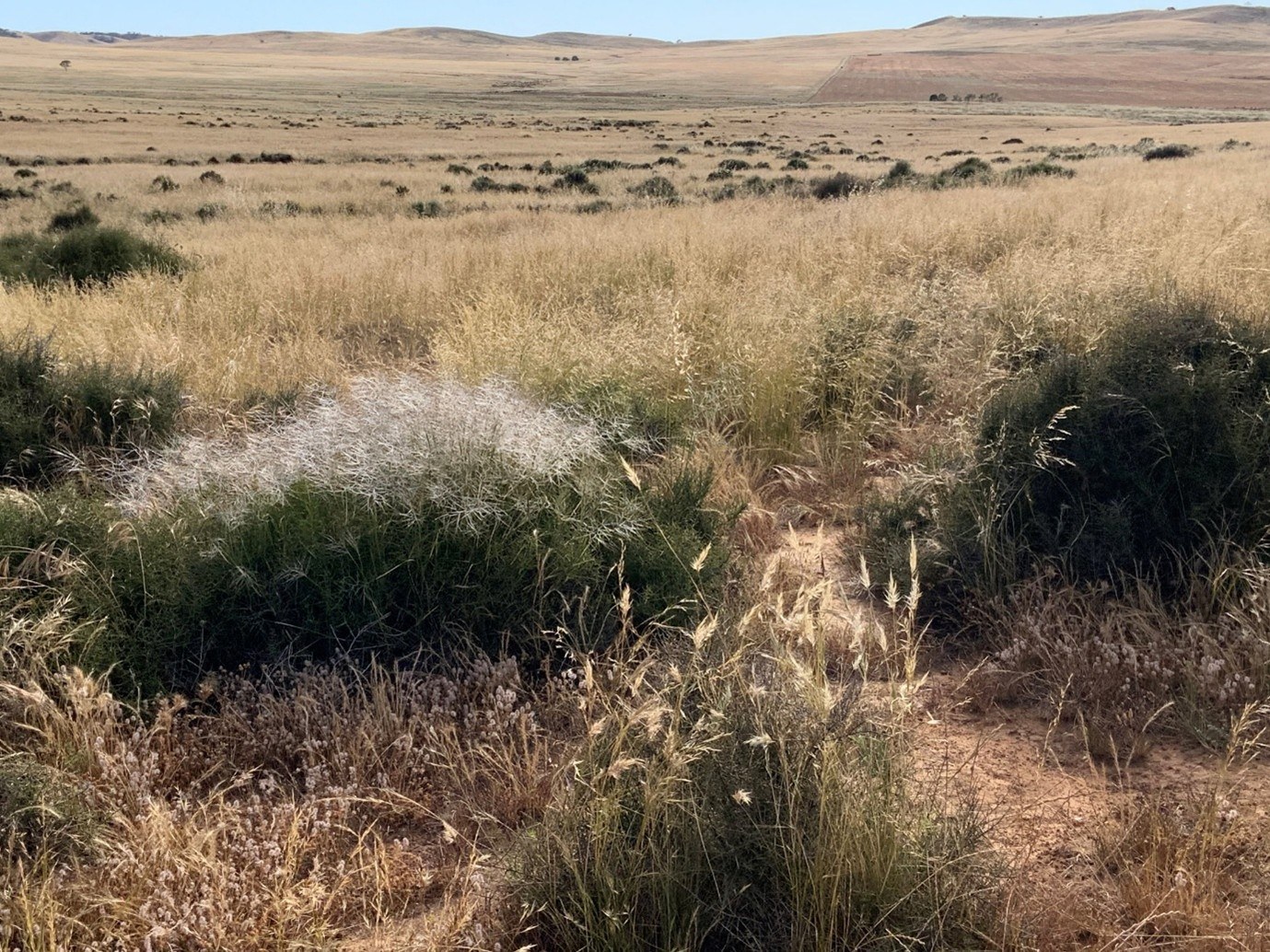 Native grasses in an area with less trees