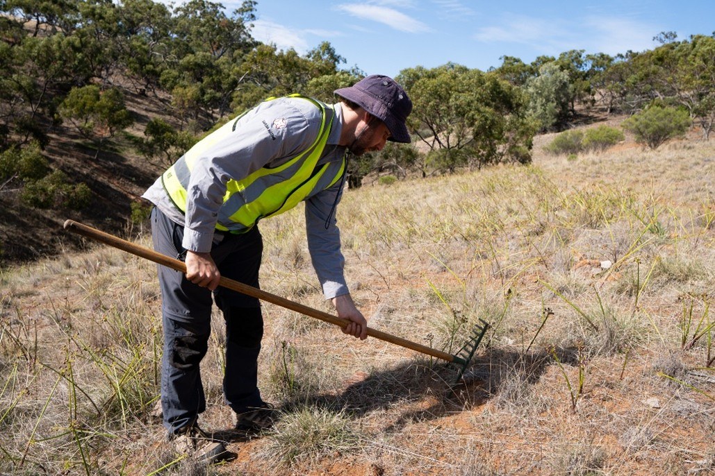 A man stands in a bright best with a rake over a sparse site with grasses dotted around, lightly raking dirt between the grasses