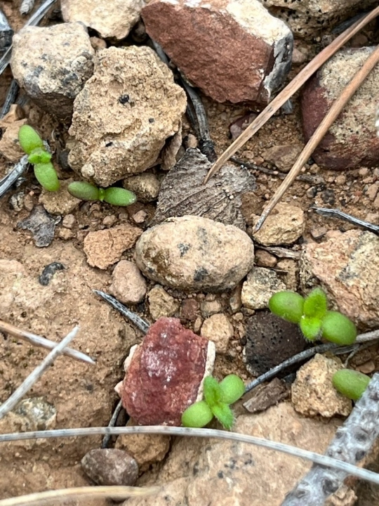 Little green seedling in amongst rocks