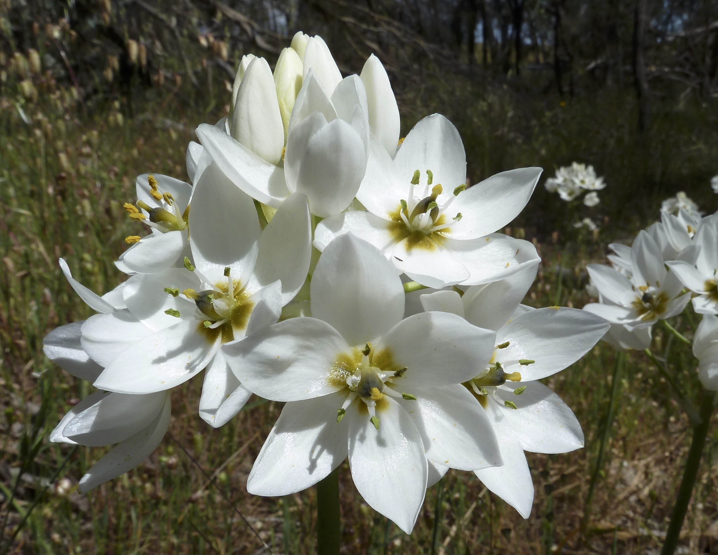 Flowers of Chincherinchee. White petals, 6 generally, around a dark green stem