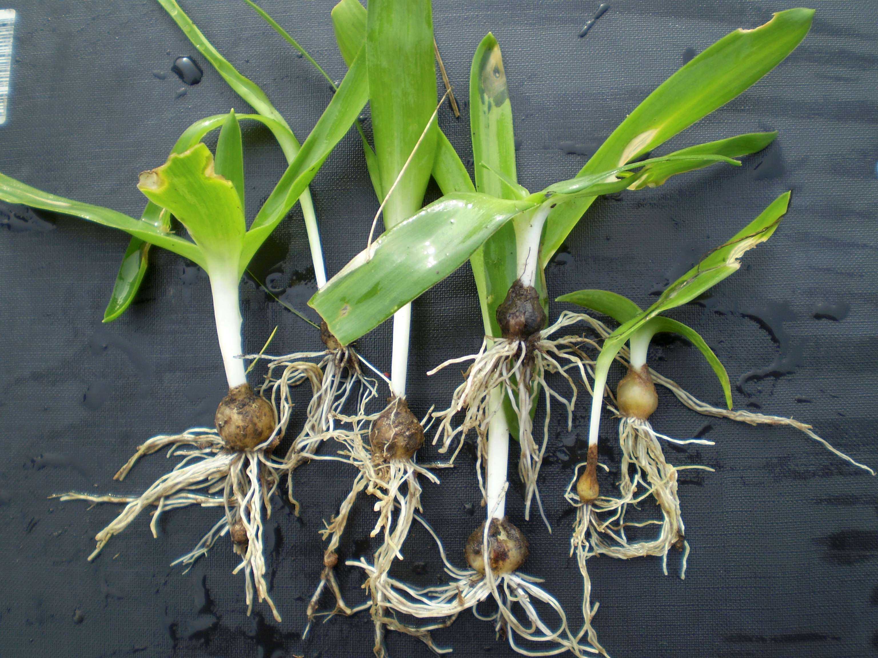 THe leaves, bulbs and roots of Chincerinchee. Bright green strappy leaves, brown bulbs and white wiry roots