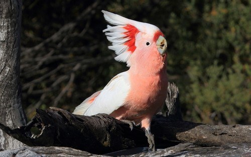 Major Mitchell or pink cockatoo. Photo: Jeff Melvaine, iNaturalist.
