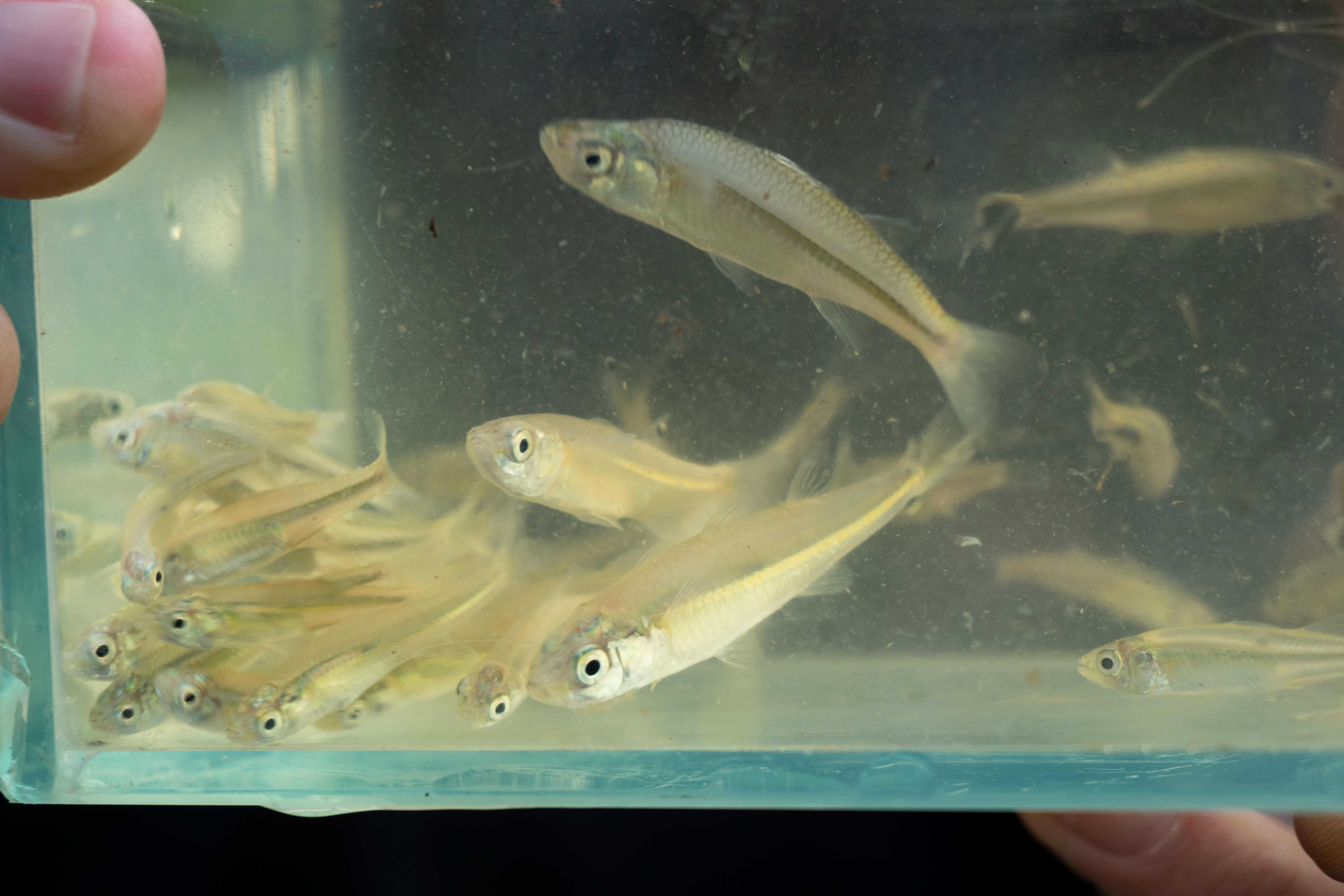 Murray hardyhead fish , a small sliver to gold looking fish, in a glass container