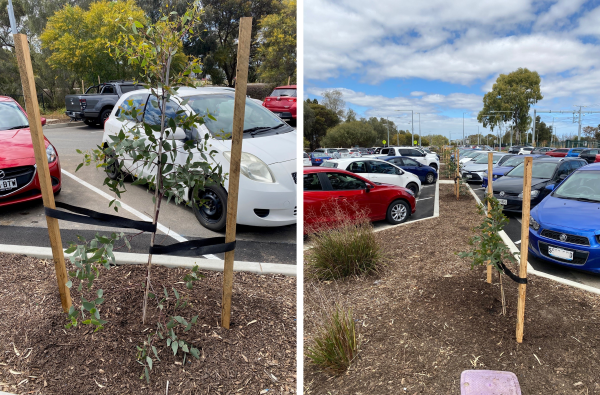 Images of newly planted species within the Parafield station